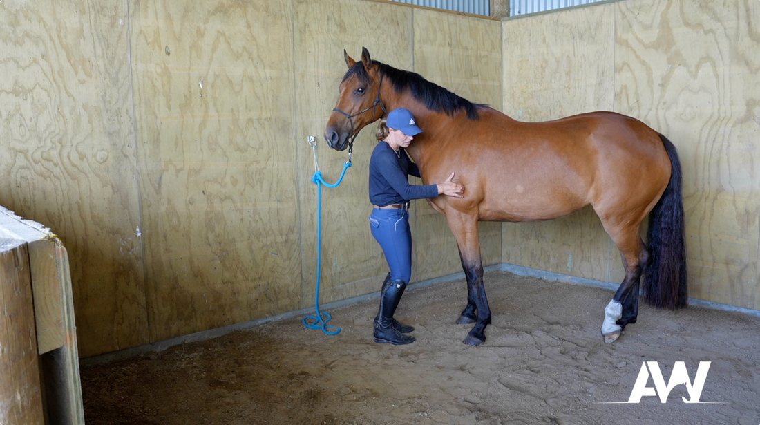 The Sore Horse Check