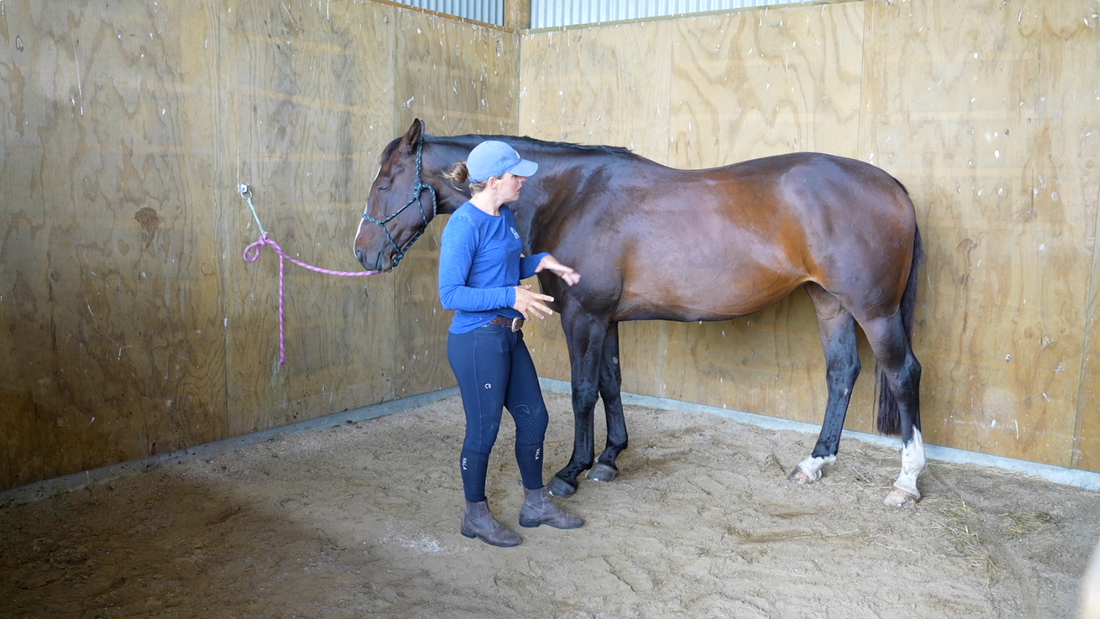 Sore Horse Assessment