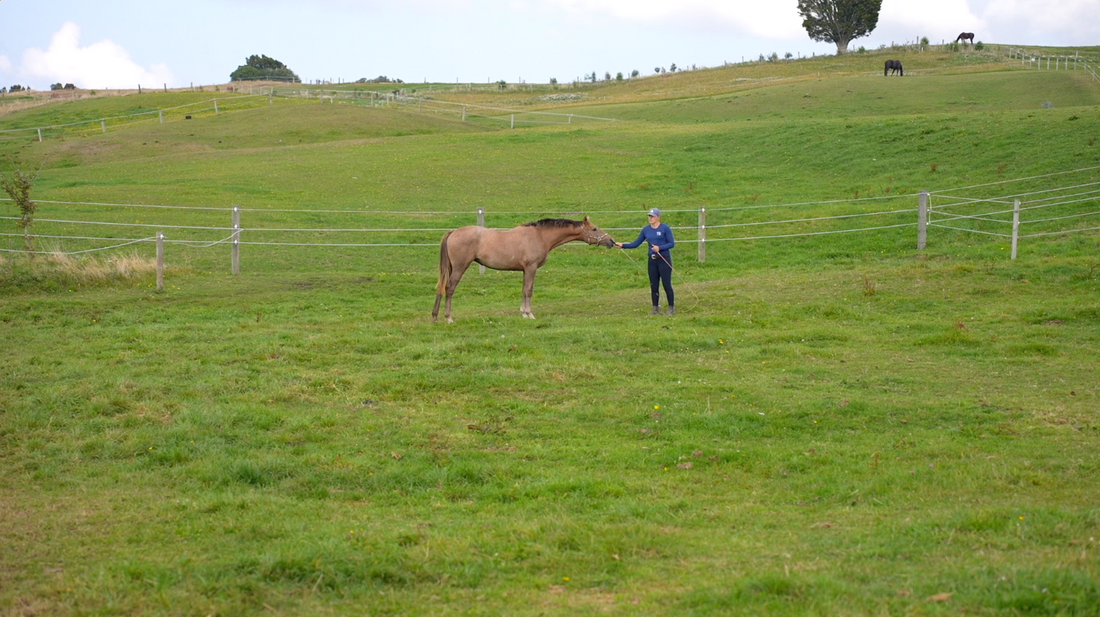 Catching the Diffcult Horse